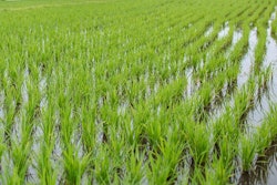 Rice In Field Cloudalkrae Pixabay