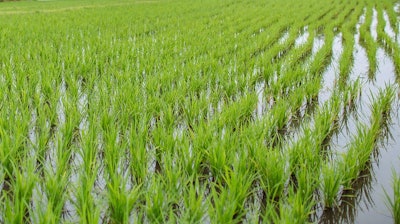 Rice In Field Cloudalkrae Pixabay