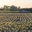 Soybean Field At Dusk Courtesy United Soybean Board