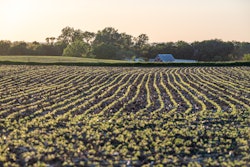 Soybean Field At Dusk Courtesy United Soybean Board