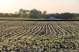 Soybean Field At Dusk Courtesy United Soybean Board