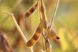 Soybeans In Field Near Harvest Manfredrichter Pixabay