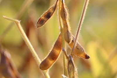 Soybeans In Field Near Harvest Manfredrichter Pixabay