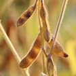 Soybeans In Field Near Harvest Manfredrichter Pixabay