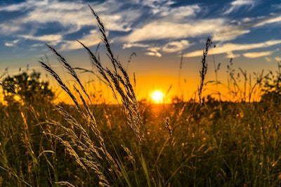 Wheat Field At Sunset Felix Mittermeier Pixabay
