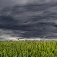 Wheat Field Dark Storm Clouds Alois Wonaschuetz Pixabay