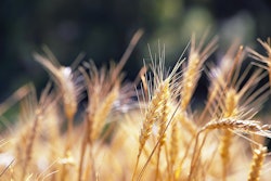 Wheat In A Field Via Pixabay August 2022