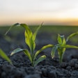 Young Corn Planted In Filed Volodymyrshtun Bigstock