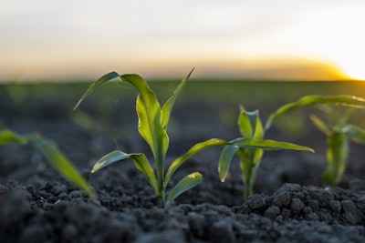 Young Corn Planted In Filed Volodymyrshtun Bigstock