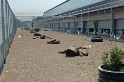 Kipster's hens have access to indoor and outdoor areas, which both include enrichments to encourage natural behaviors. Outdoor areas are protected from predators.