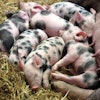 Piglets At Farm Pixabay
