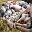 Piglets At Farm Pixabay