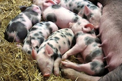 Piglets At Farm Pixabay