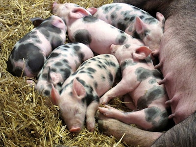 Piglets At Farm Pixabay