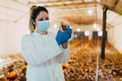 Veterinarian Examining Chicken Farm
