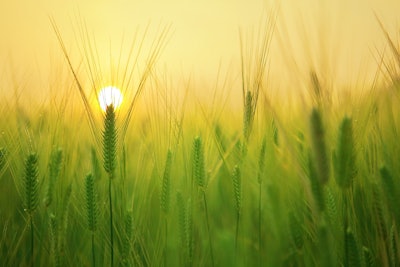 Barley Field In Sunrise Kangbch Pixabay