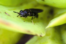 Black Soldier Fly (1)