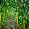 Rows Of Corn Fietzfotos Pixabay
