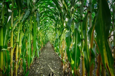 Rows Of Corn Fietzfotos Pixabay