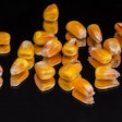 Corn Seeds On Black Background Bergadder Pixabay