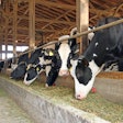 Cows Eating In Barn