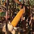 Ear Of Corn In Field Pexels Pixabay com