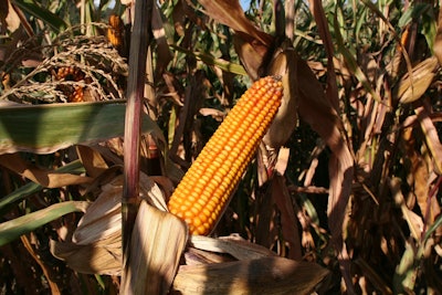 Ear Of Corn In Field Pexels Pixabay com