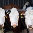Hereford Cows