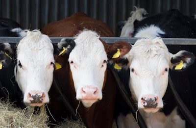 Hereford Cows