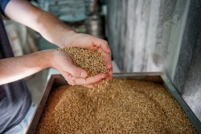 Malt Barley Beer Process Uirams Pixabay