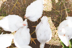 Organic Broiler Chickens