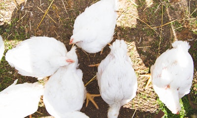 Organic Broiler Chickens
