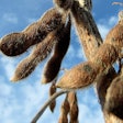 Ripe Soybeans In Field Perkons Pixabay