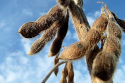 Ripe Soybeans In Field Perkons Pixabay