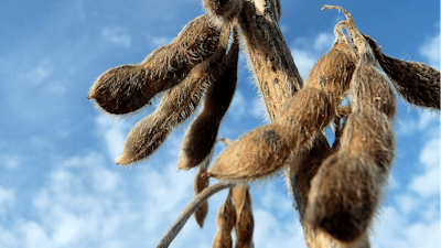 Ripe Soybeans In Field Perkons Pixabay