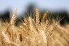 Ripe Wheat In Field Pixabay
