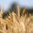 Ripe Wheat In Field Pixabay