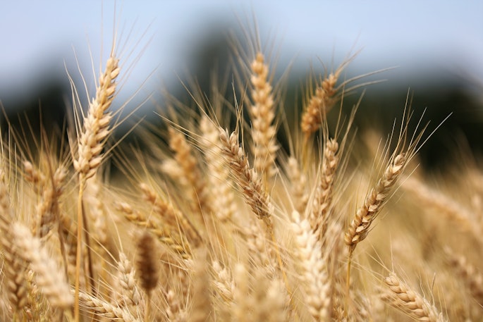 Ripe Wheat In Field Pixabay