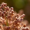 Sorghum 1
