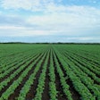 Soybean Field Pixabay