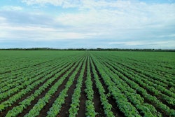 Soybean Field Pixabay