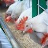 White Chickens Eating Feed