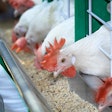 White Chickens Eating Feed