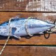 A Caught Fish On Deck