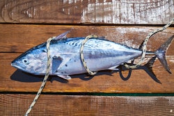 A Caught Fish On Deck