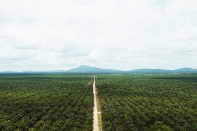 Palm oil plantation.