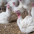 Cooper Farms Turkeys 8weeks