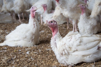 Cooper Farms Turkeys 8weeks