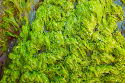 Algae Concept Image