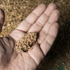 Black Soldier Fly Larvae
